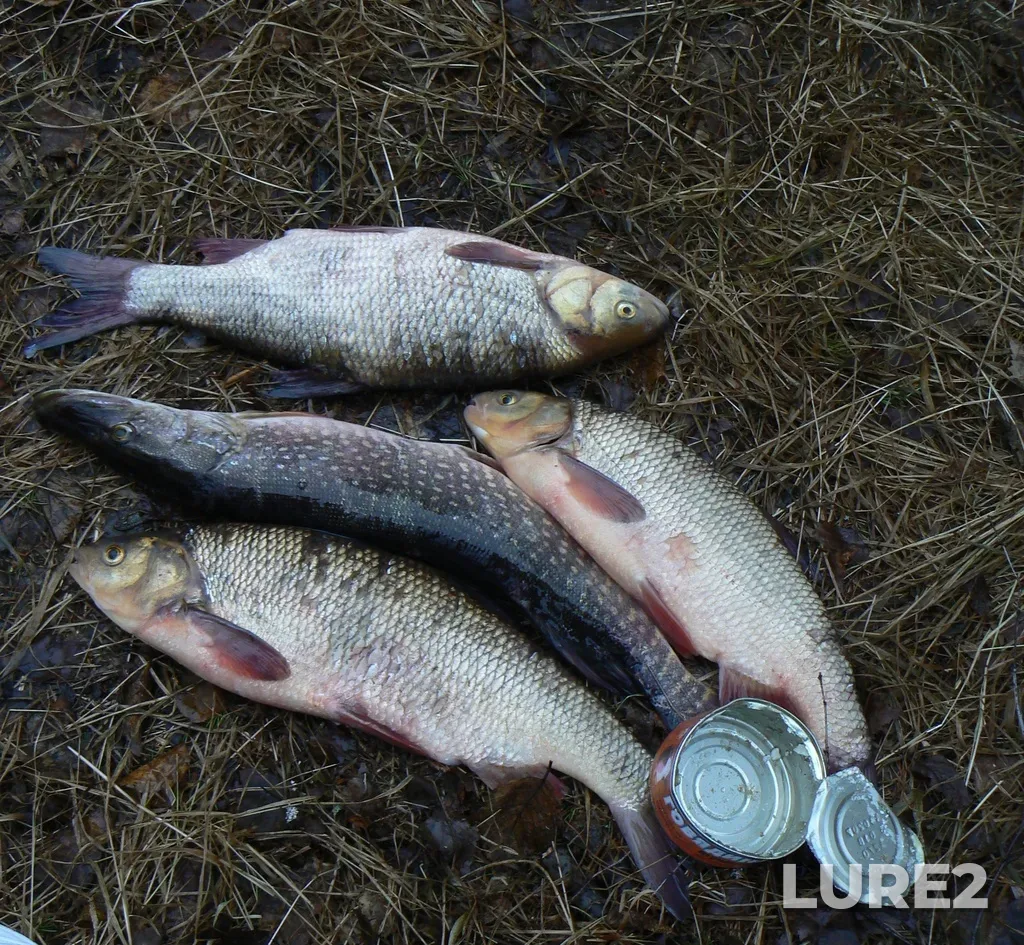 Pike — Poluy, Jun 09, 2007, 3:12 PM
