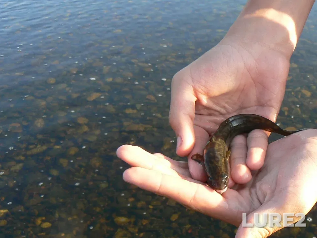 Burbot — Tom, Jul 28, 2008, 7:17 PM
