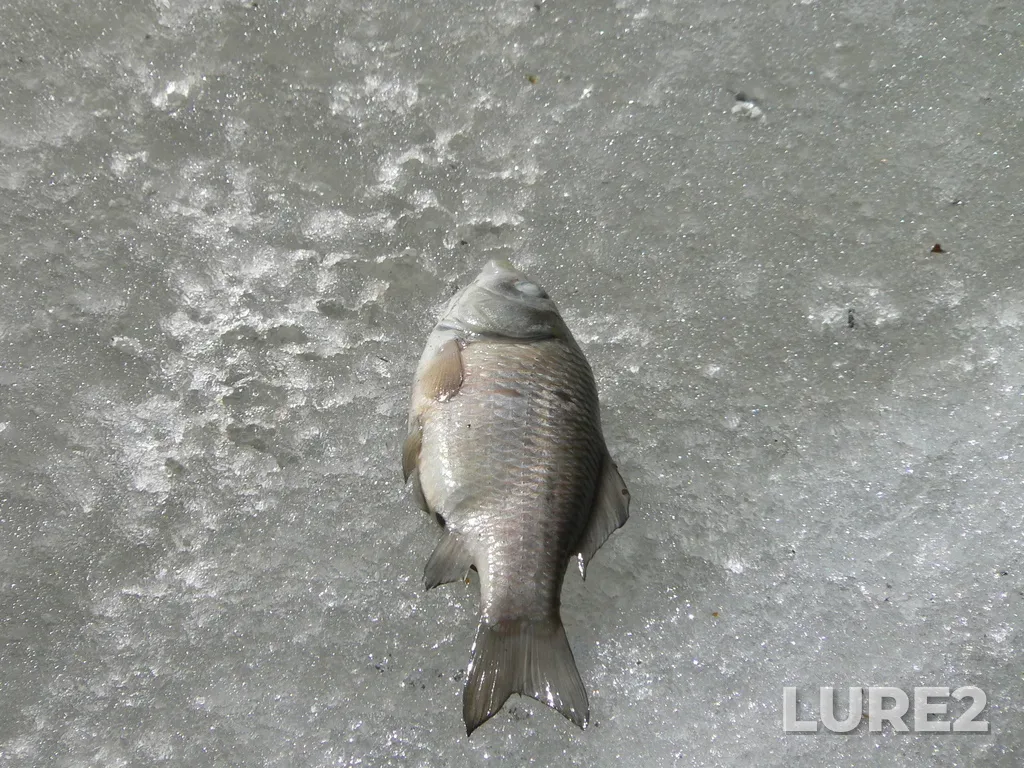 Crucian carp — Tom, Apr 09, 2007, 2:53 PM