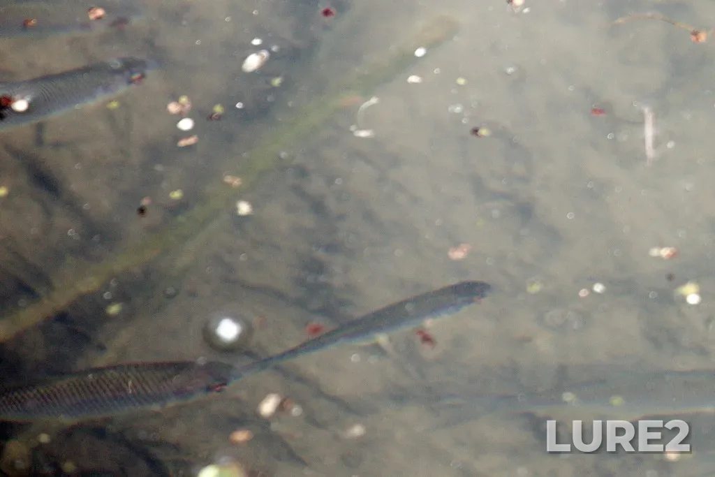 Roach — Lubinka, Mar 03, 2021, 2:03 PM