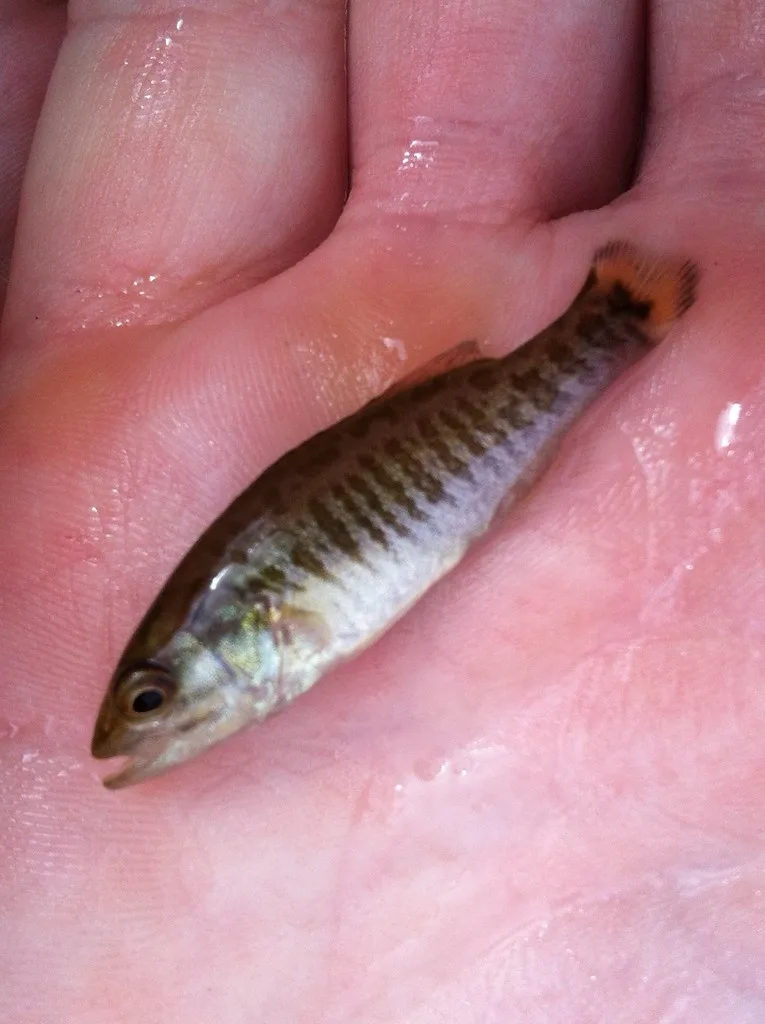 Smallmouth bass — Balsam Lake, Jul 18, 2015