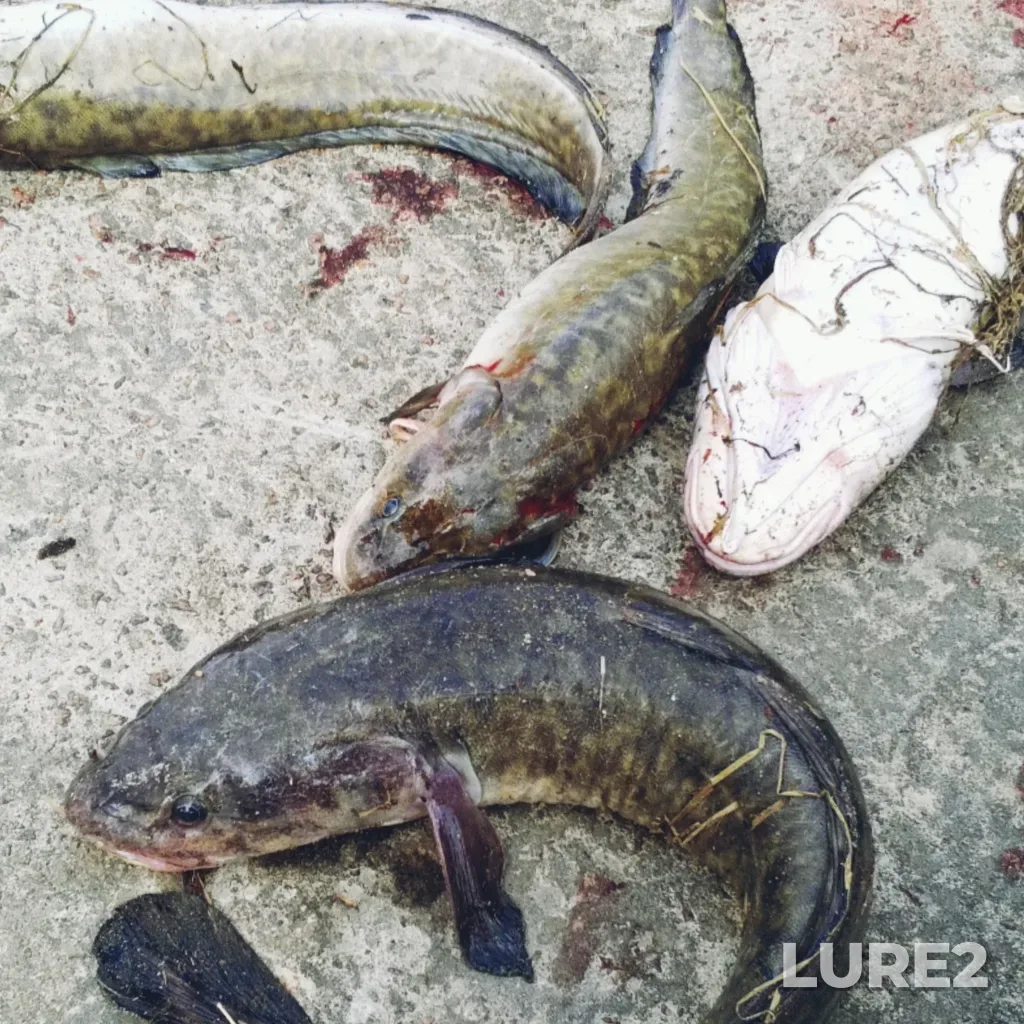 Burbot — protoka Staryy Irtysh, May 01, 2020
