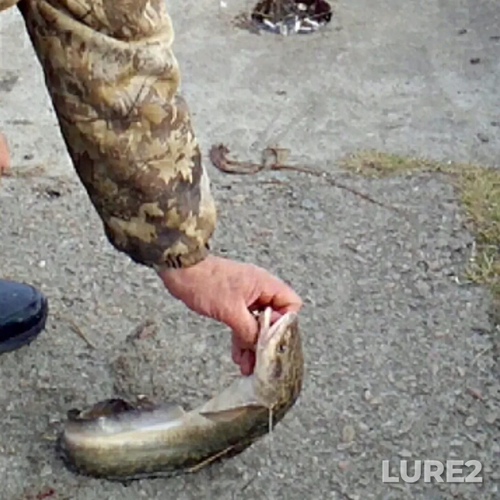 Burbot — protoka Staryy Irtysh, May 01, 2020