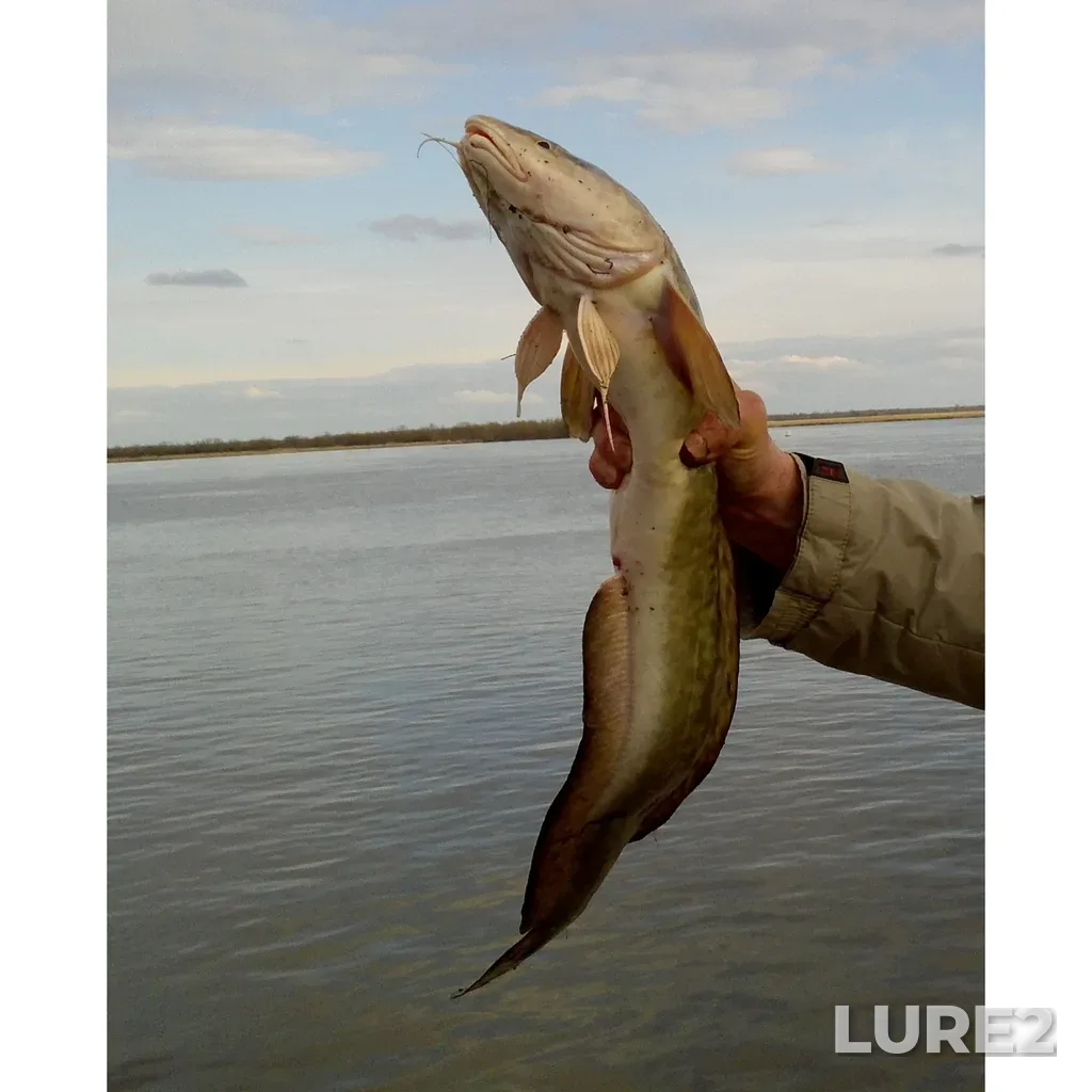 Burbot — protoka Staryy Irtysh, May 03, 2020, 12:00 PM