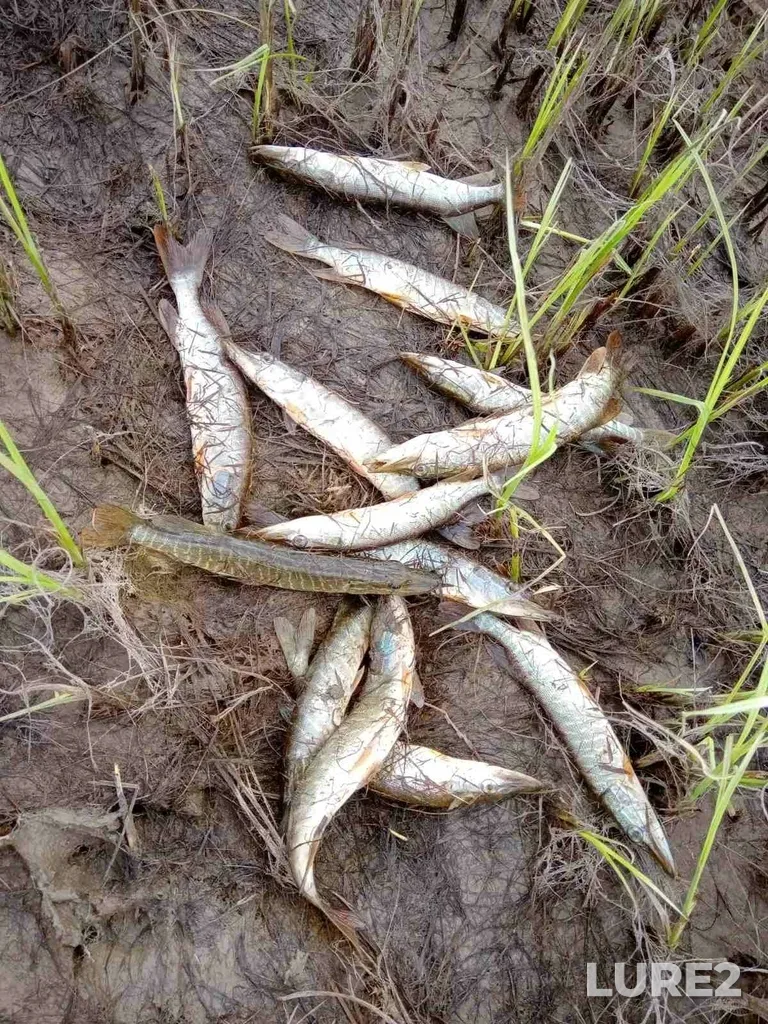 Pike — protoka Zarechnaya, Sep 19, 2020, 1:26 PM