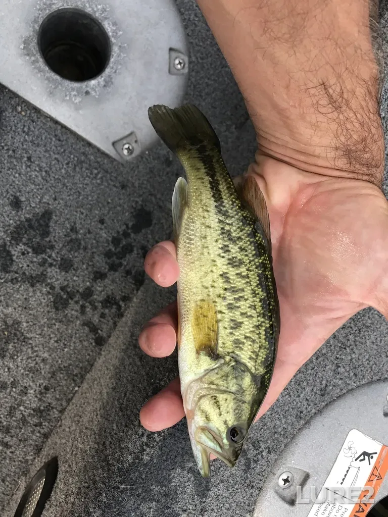 Largemouth bass — Chemong Lake, Jul 21, 2017, 6:09 PM
