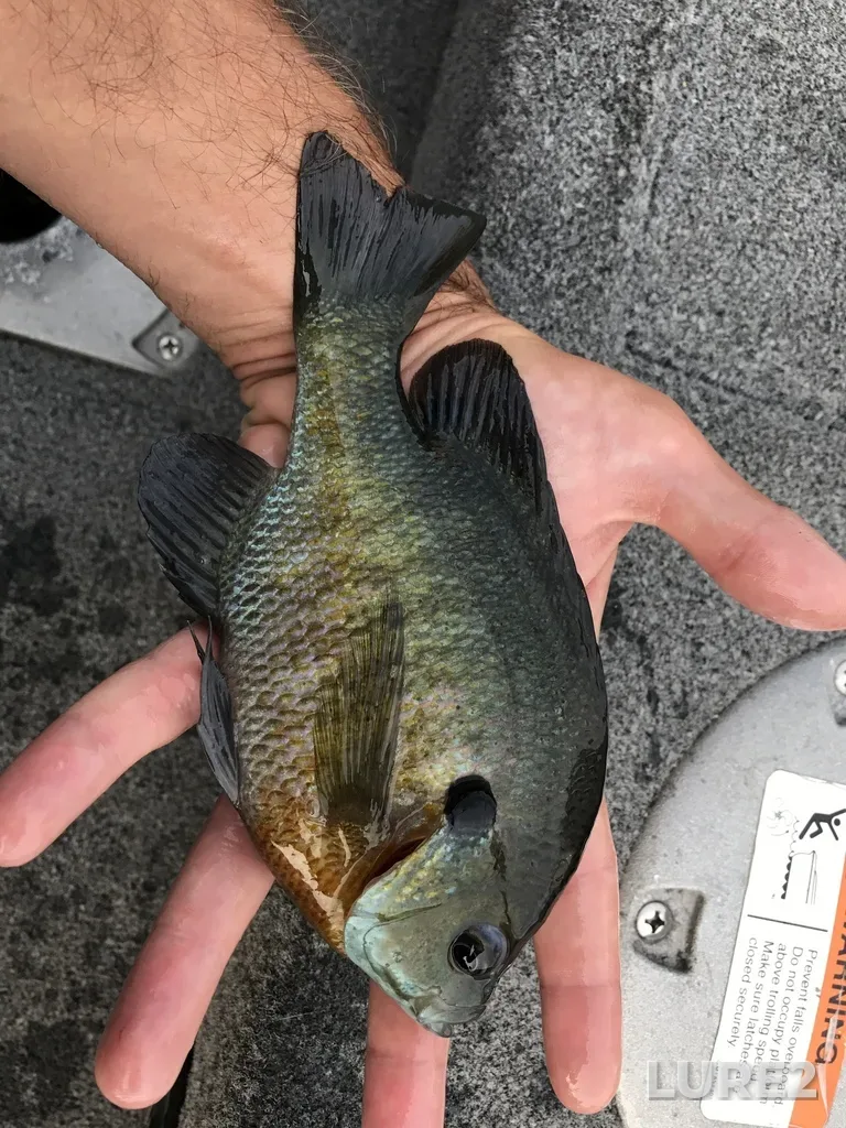 Bluegill — Chemong Lake, Jul 21, 2017, 6:09 PM