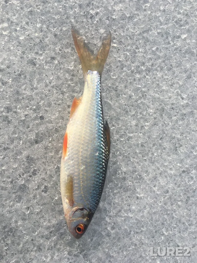Roach — Saimaan kanava - Saimaa Canal - Saymenskiy kanal - Saima kanal, Mar 28, 2021, 10:54 AM