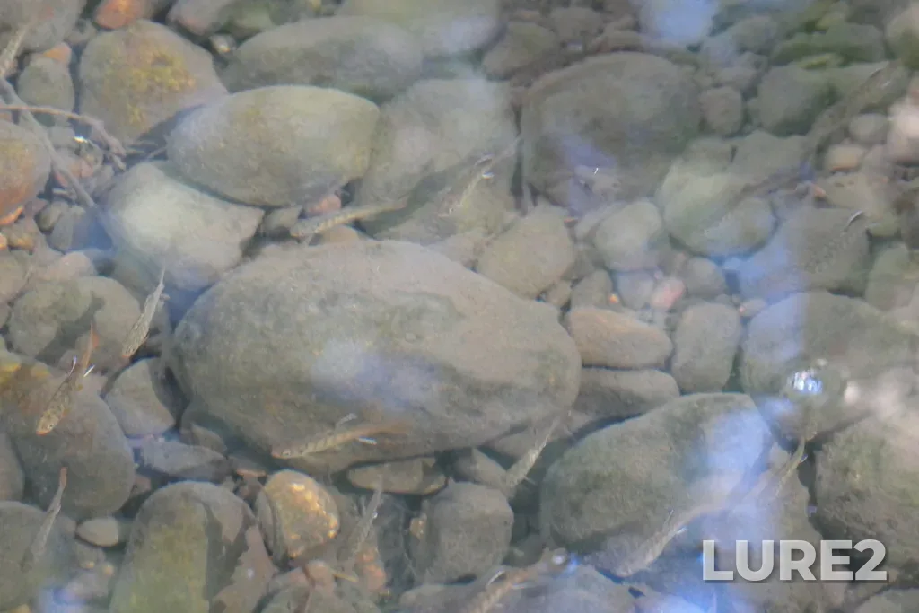Coho salmon — Serpentine River, Apr 04, 2021, 11:20 AM