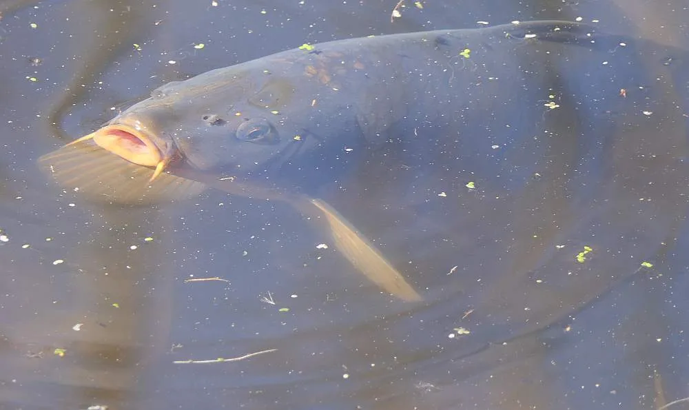 Carp — McKay Lake, Apr 7, 2021