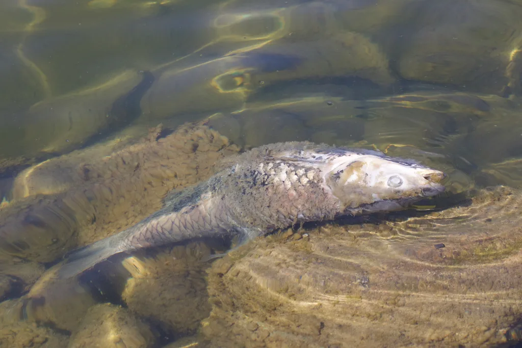 Grass carp — Henderson Lake, Apr 16, 2021