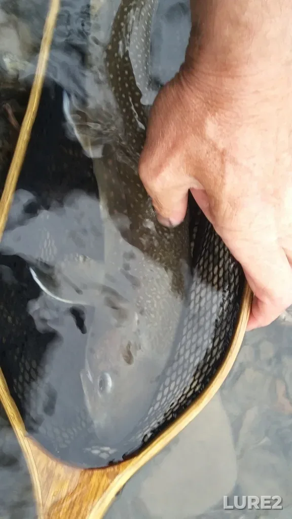 Bull trout — Red Deer River, Aug 09, 2017, 5:13 PM