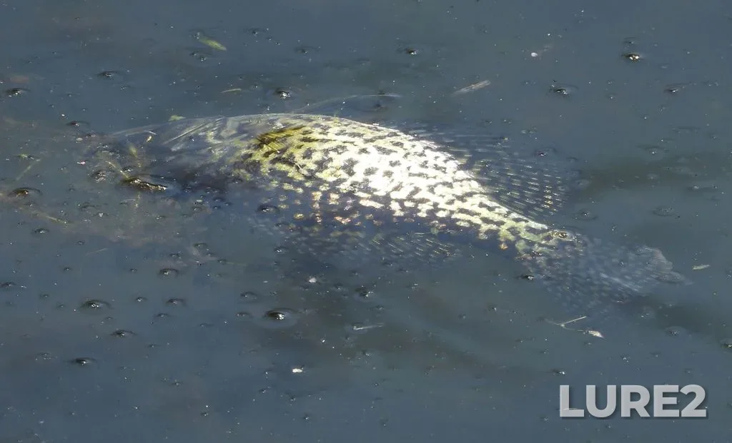 Black crappie — Opinicon Lake, Apr 10, 2021, 12:47 PM