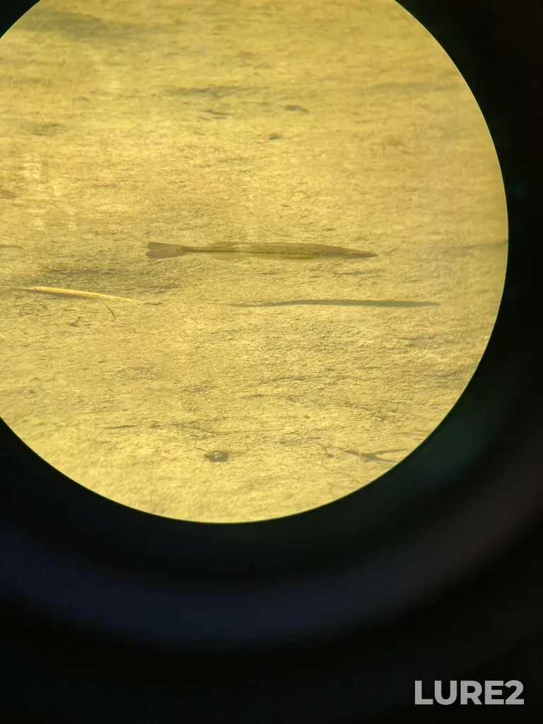 Largemouth bass — Lake Huron, Apr 17, 2021, 2:34 PM