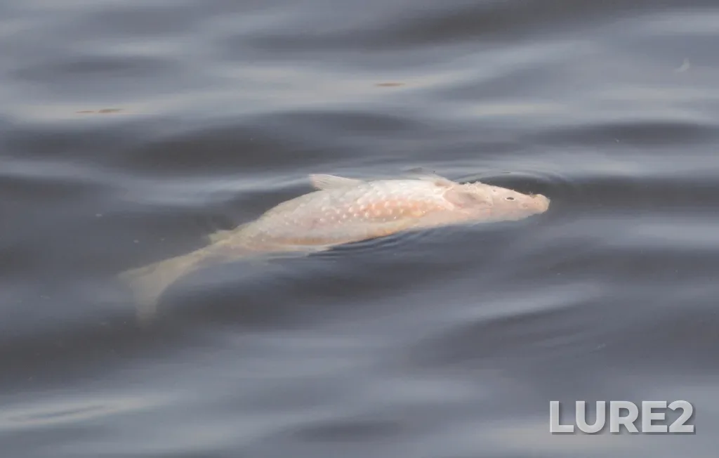 Crucian carp — Lopasnya, Apr 17, 2021, 1:43 PM