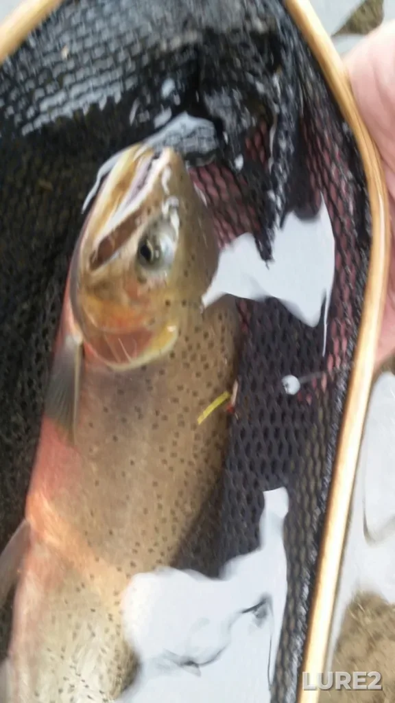 Cutthroat trout — Blackstone River, Aug 12, 2017, 1:31 PM