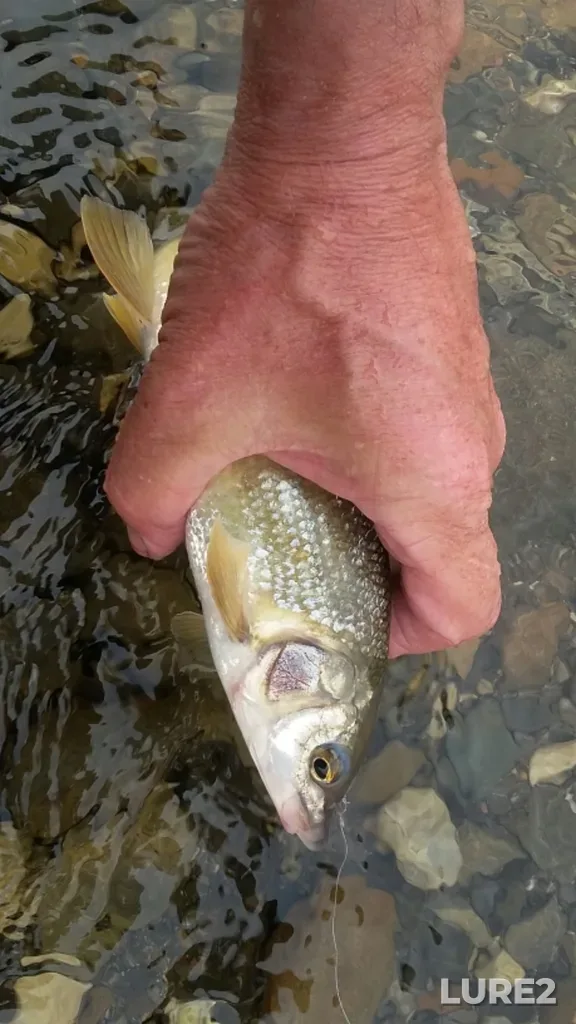 Mountain whitefish — Blackstone River, Aug 12, 2017, 3:19 PM