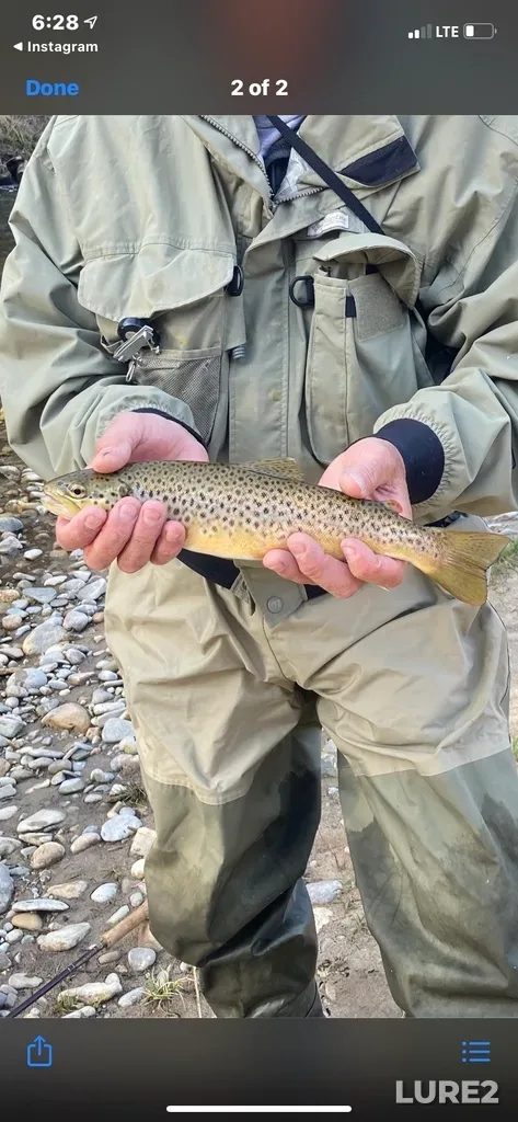 Brown trout — Nottawasaga River, Apr 24, 2021, 6:28 PM