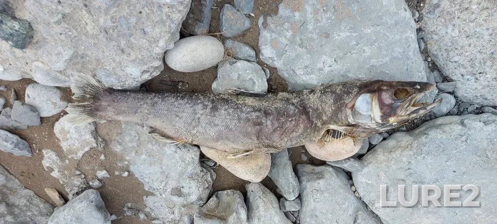 Rainbow trout — Ganaraska River, Apr 24, 2021, 4:46 PM