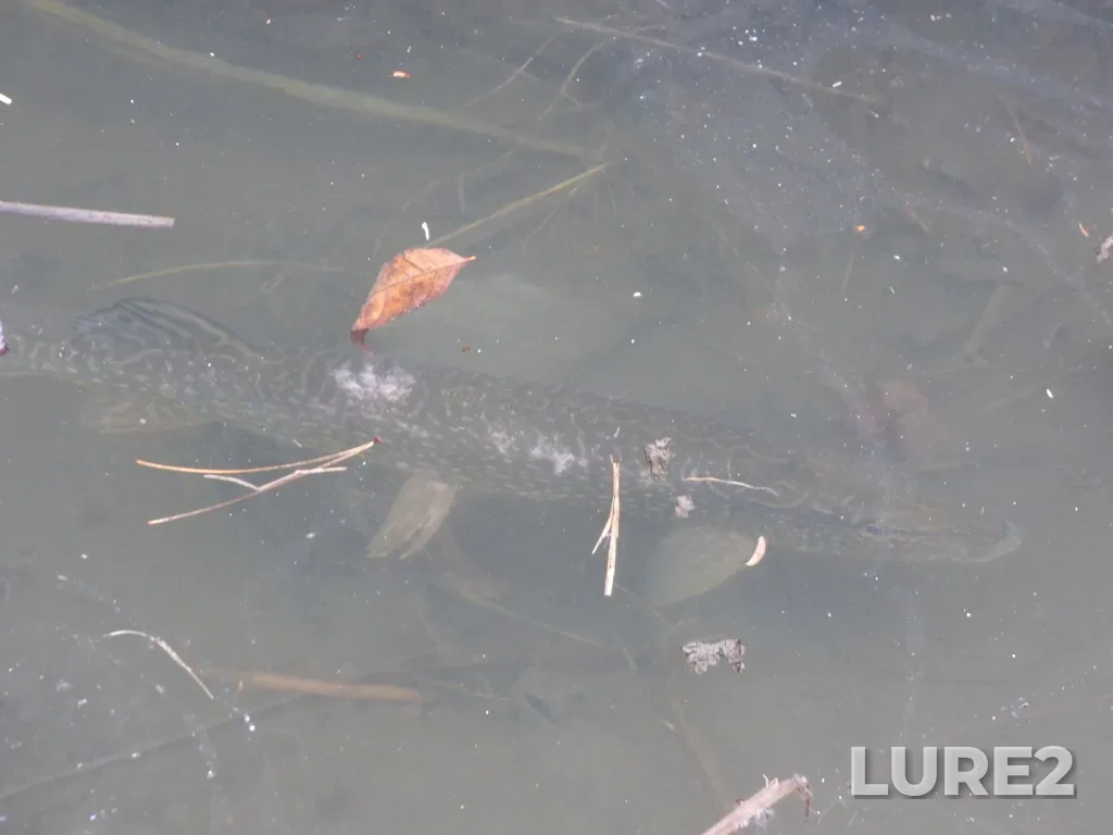 Pike — Mimico Creek, Mar 29, 2021, 1:05 PM