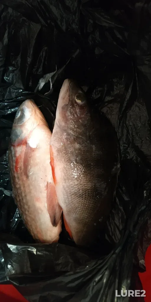 Perch — Tura, May 02, 2021, 8:59 PM