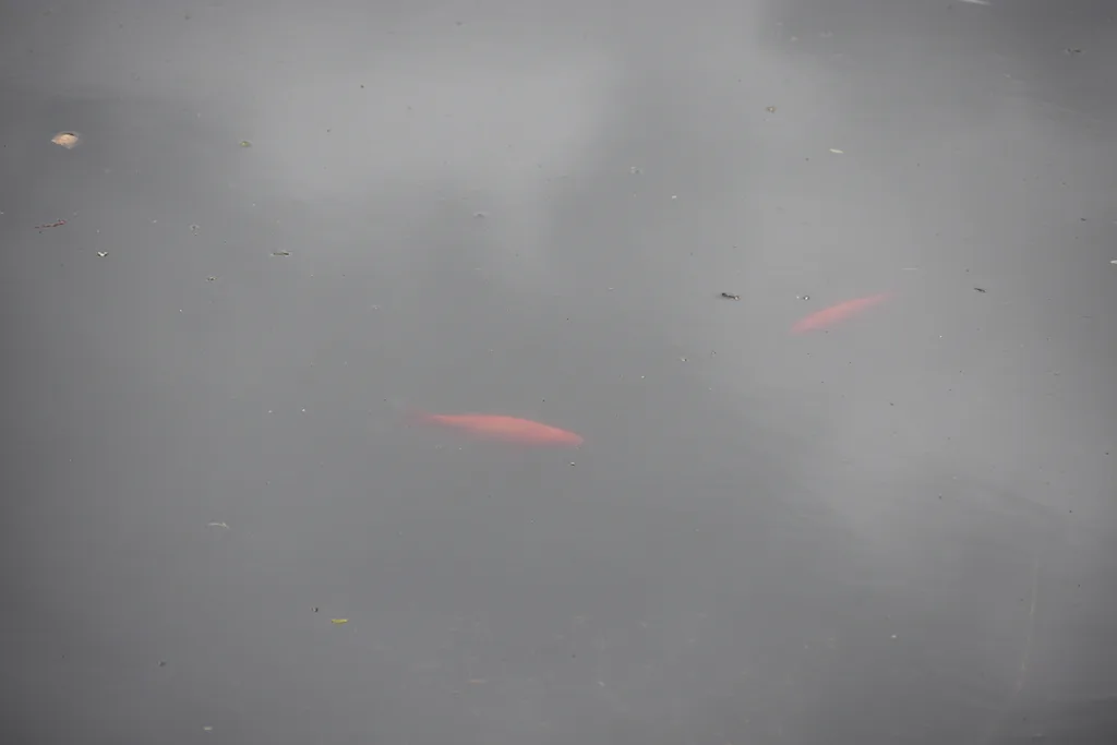 Crucian carp — Saint John River, May 2, 2021