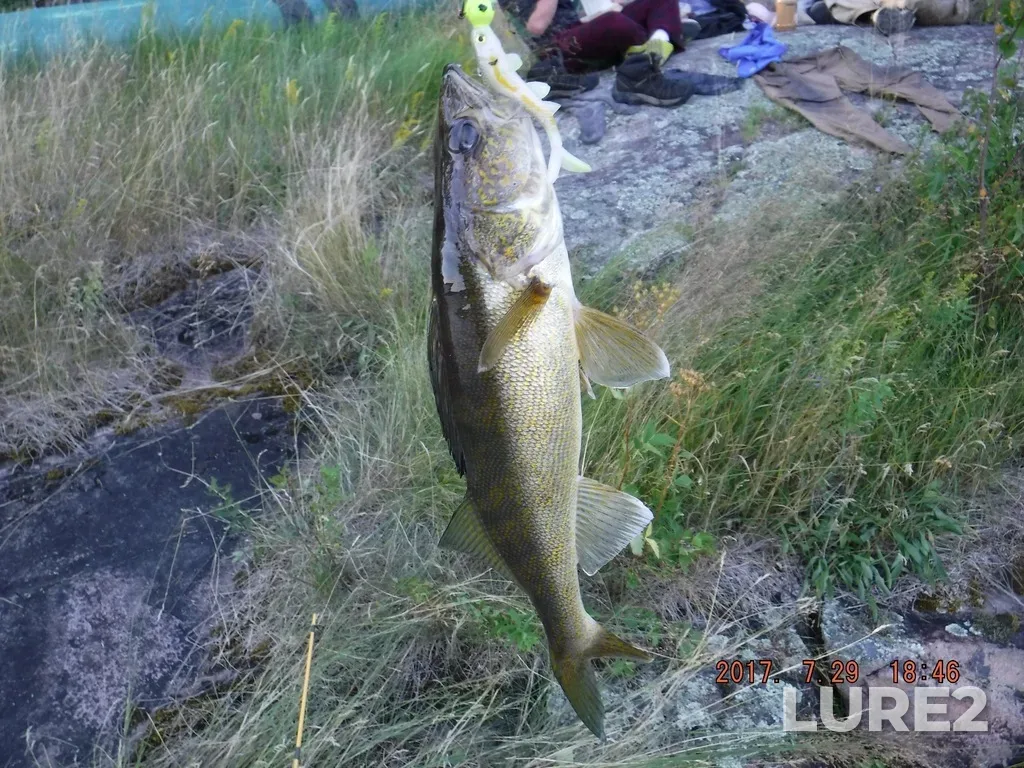 Walleye — Artery Lake, Jul 29, 2017, 6:46 PM
