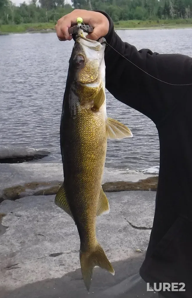 Walleye — Bloodvein River, Jul 31, 2017, 3:59 PM