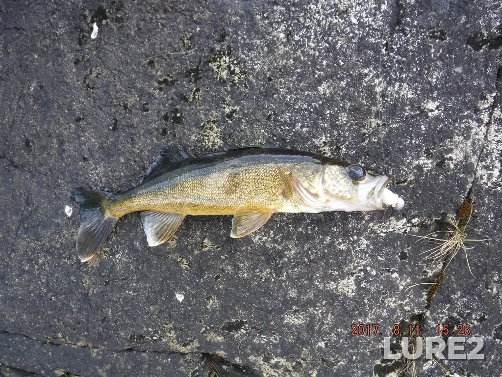 Walleye — Berens River, Aug 11, 2017, 3:26 PM