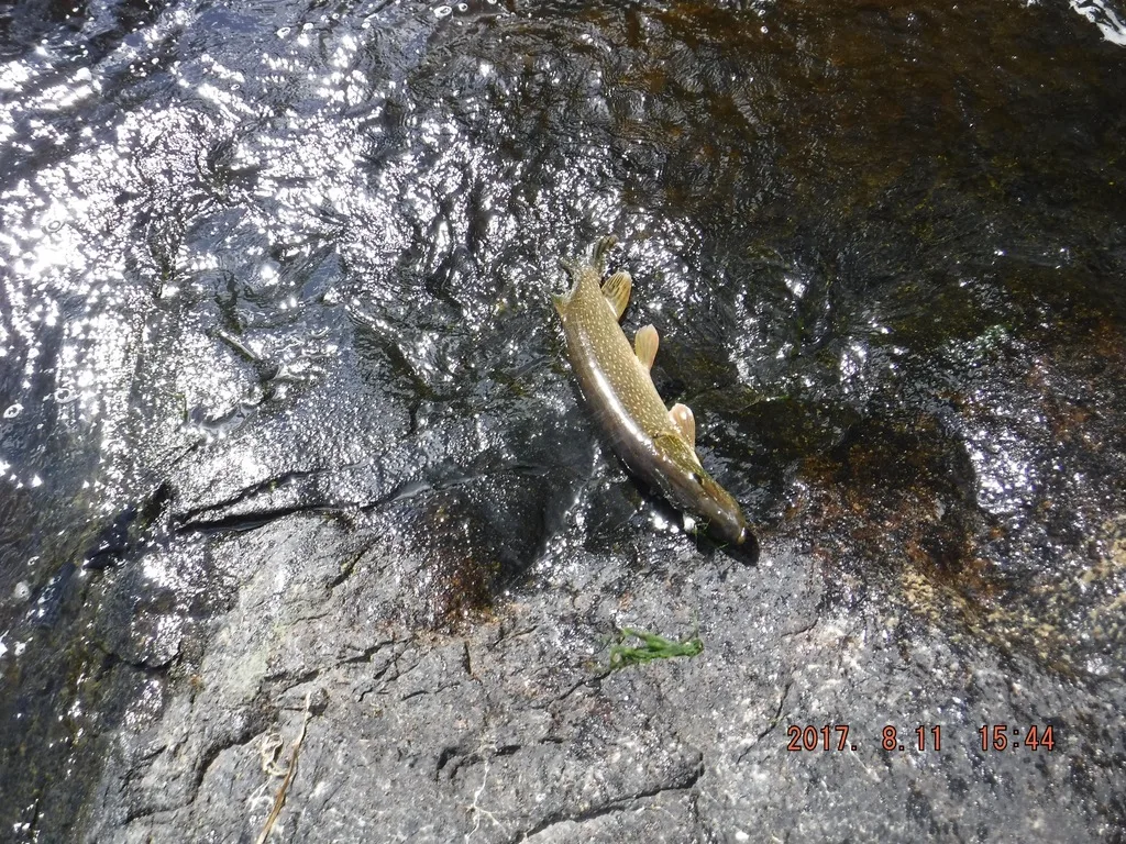Pike — Berens River, Aug 11, 2017