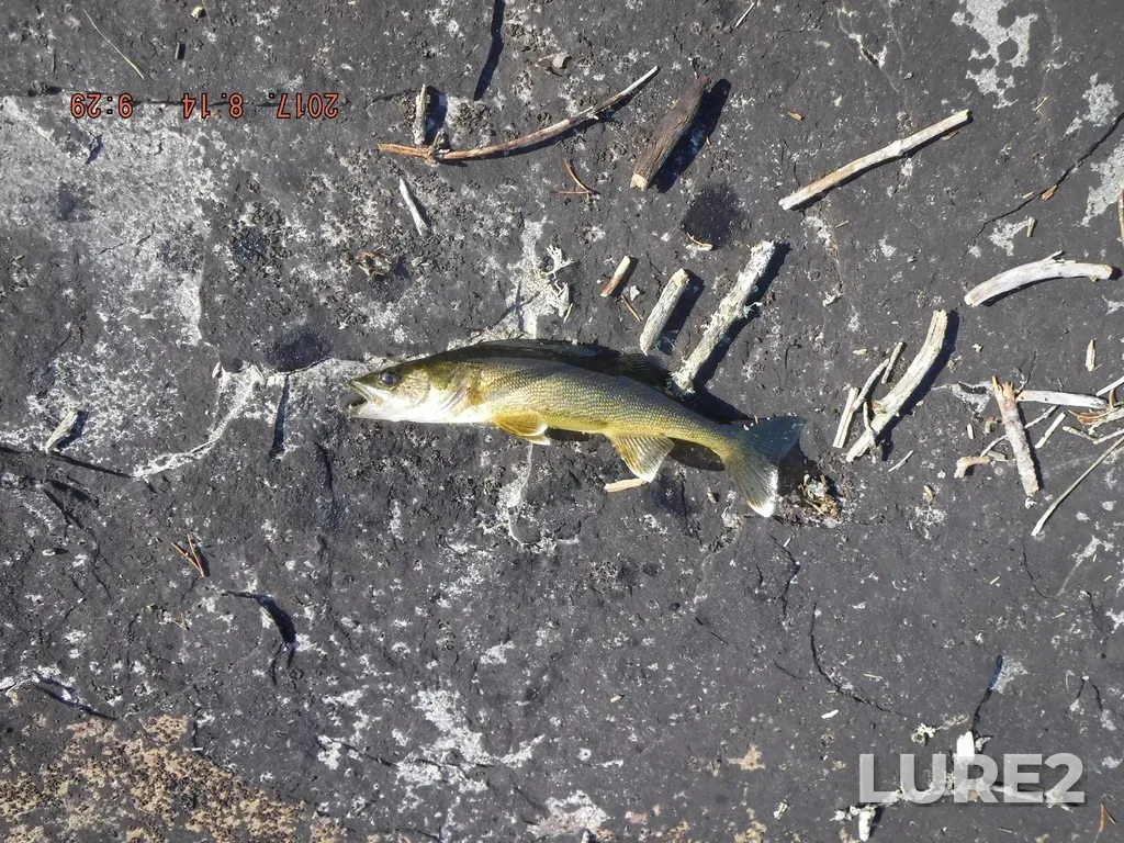 Walleye — Berens River, Aug 14, 2017, 9:29 AM