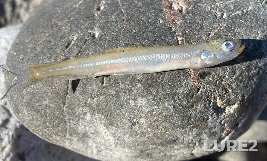 Rainbow smelt — Nipigon River, May 01, 2021, 4:56 PM