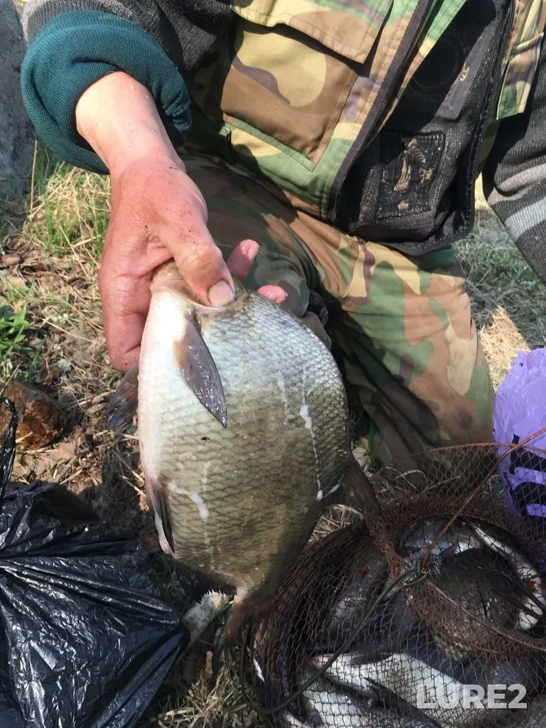 Bream — ostrov Verkholaz, Seleznyovo, Leningradskaya oblast, RU, May 13, 2021, 11:48 AM