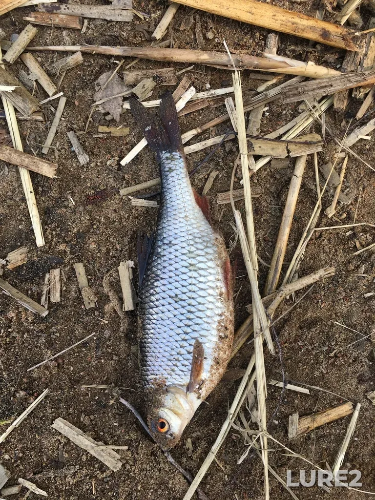 Roach — Zaliv Rasa-Lakhti, Seleznyovo, Leningradskaya oblast, RU, May 13, 2021, 11:48 AM