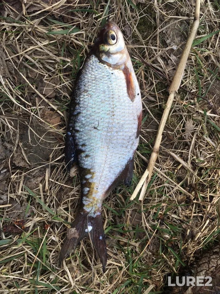 White bream — ostrov Verkholaz, Seleznyovo, Leningradskaya oblast, RU, May 13, 2021, 11:49 AM