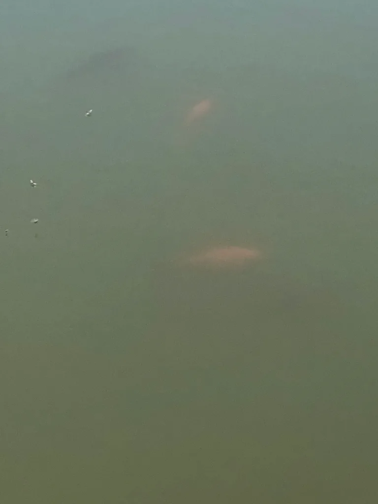 Crucian carp — East Humber River, May 13, 2021
