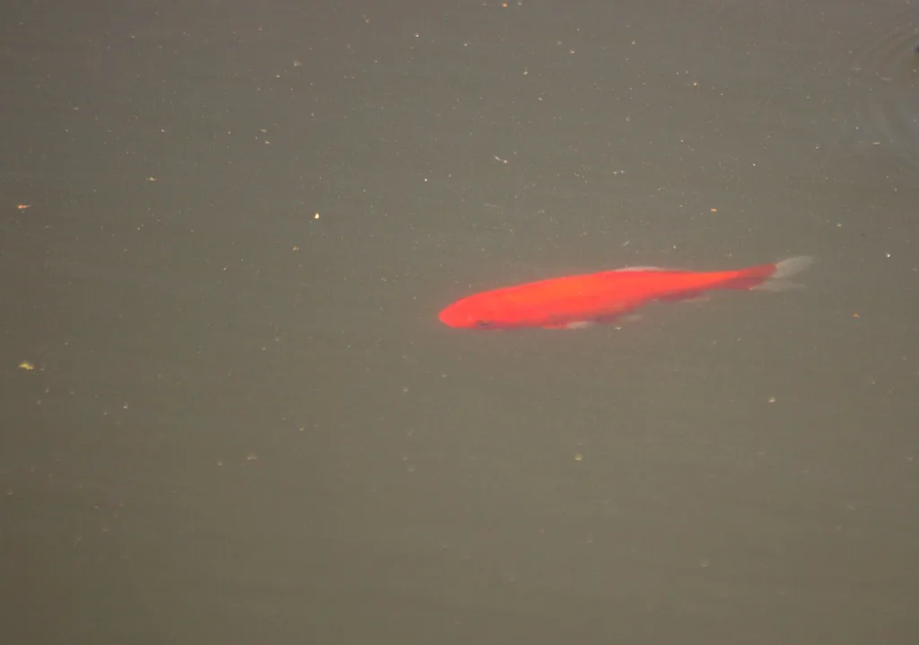 Crucian carp — East Humber River, May 13, 2021