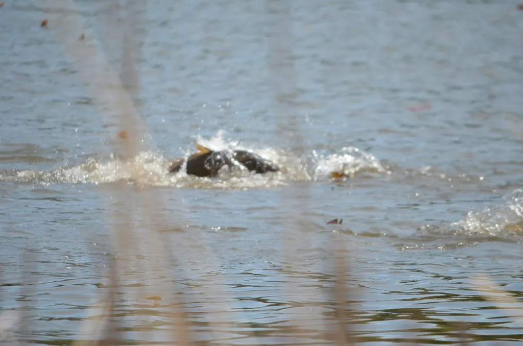 Carp — Parrotts Bay, May 15, 2021