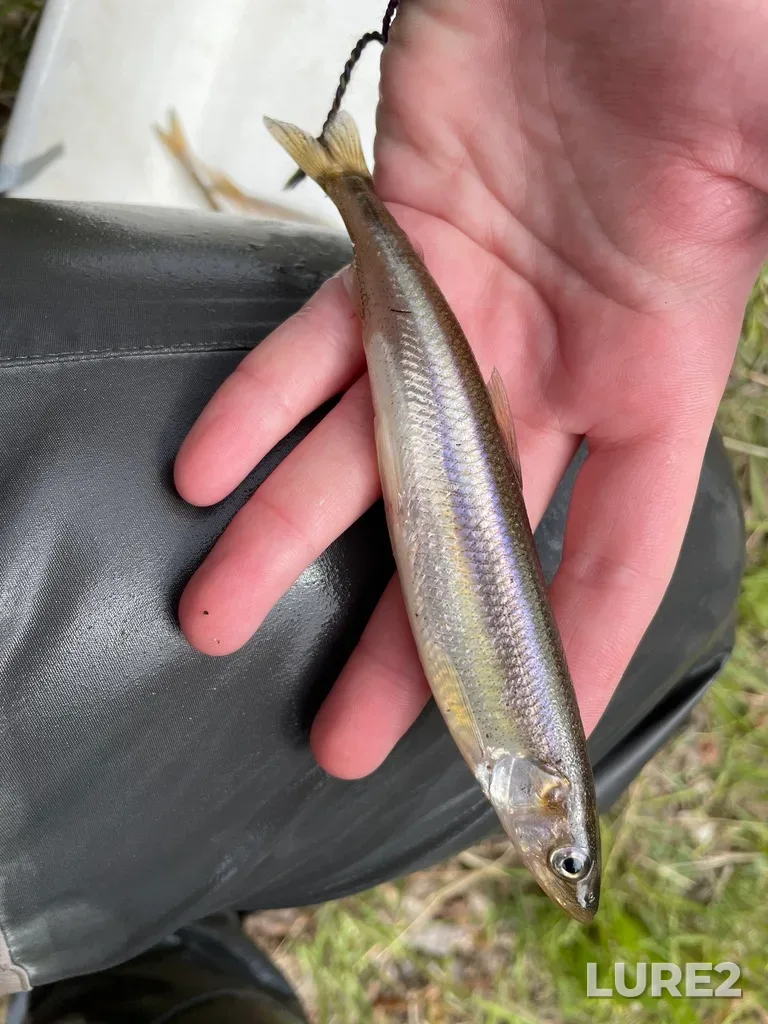 Rainbow smelt — Clyburn Brook, May 15, 2021, 10:01 AM