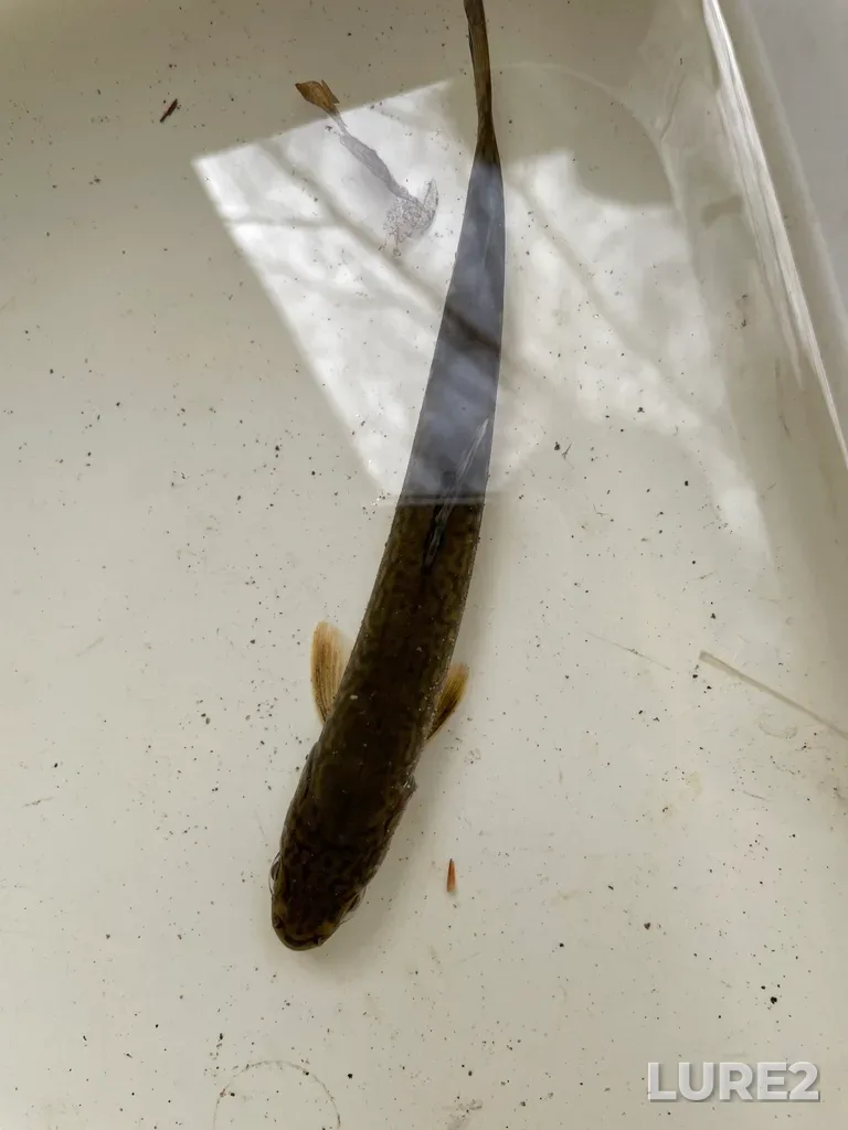 Brook trout — Clyburn Brook, May 15, 2021, 11:02 AM