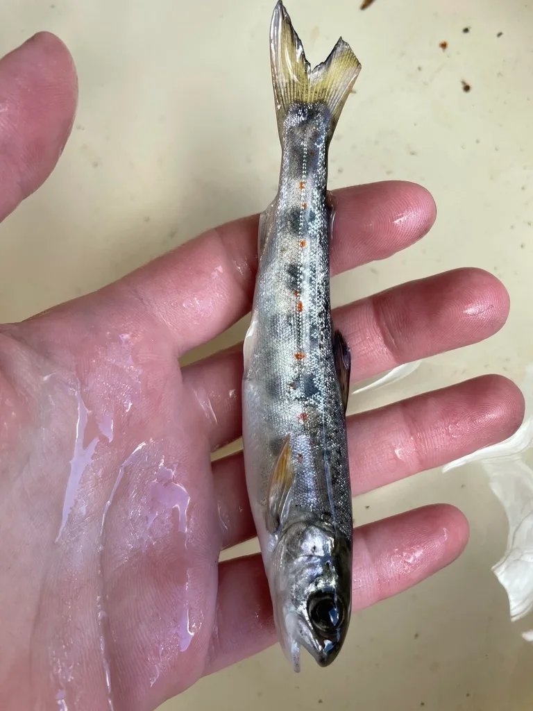 Atlantic salmon — North Bay Ingonish, May 15, 2021