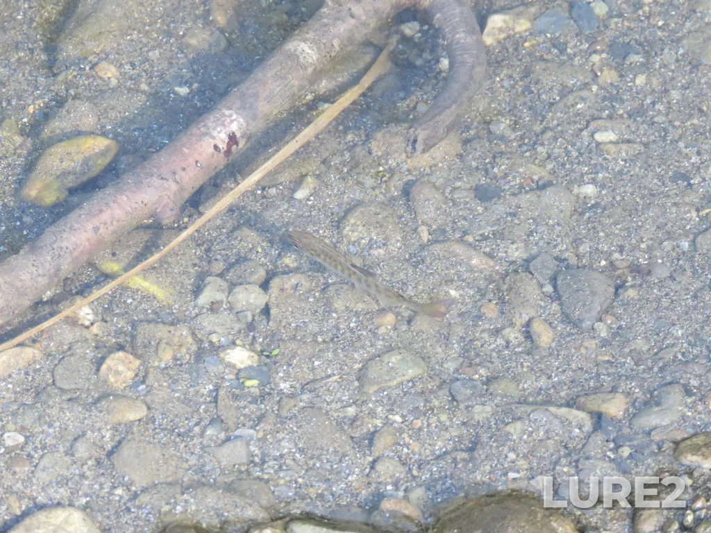 Coho salmon — San Juan River, Apr 19, 2021, 10:20 AM