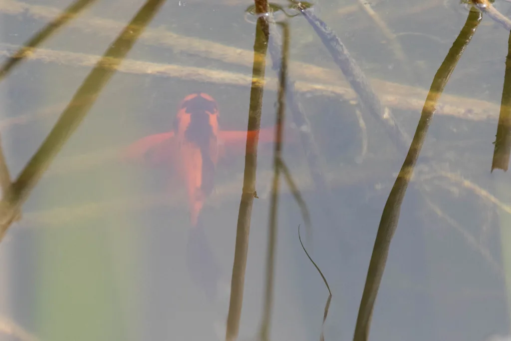 Crucian carp — Swan Lake, May 15, 2021