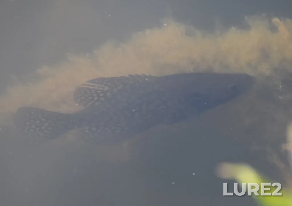 Black crappie — Lake Erie, May 15, 2021