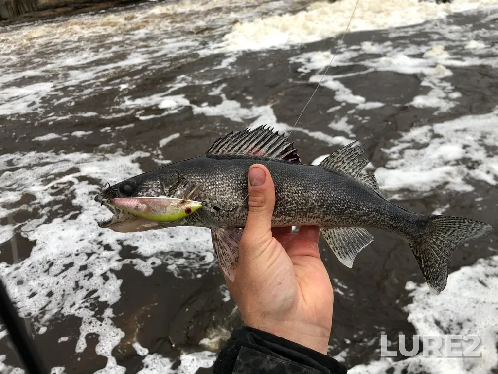 Walleye — Mattagami River, May 22, 2021, 6:25 PM