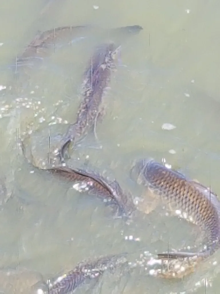 Carp — Fuller Slough, May 22, 2021
