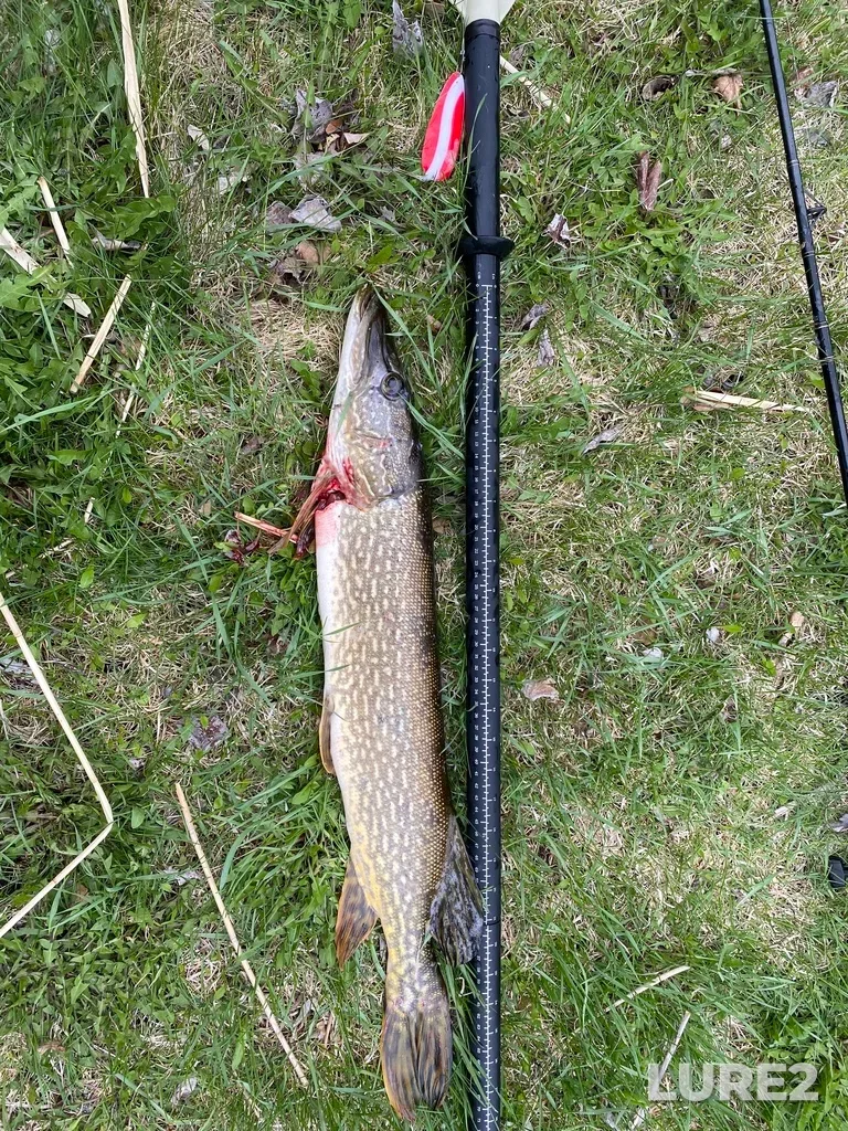 Pike — Little Saskatchewan River, May 22, 2021, 5:52 PM
