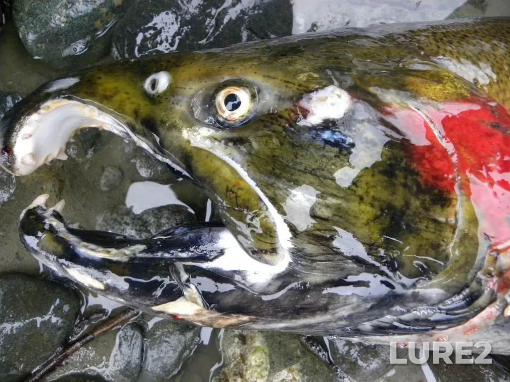 Coho salmon — Discovery Passage, Nov 22, 2009, 6:24 PM