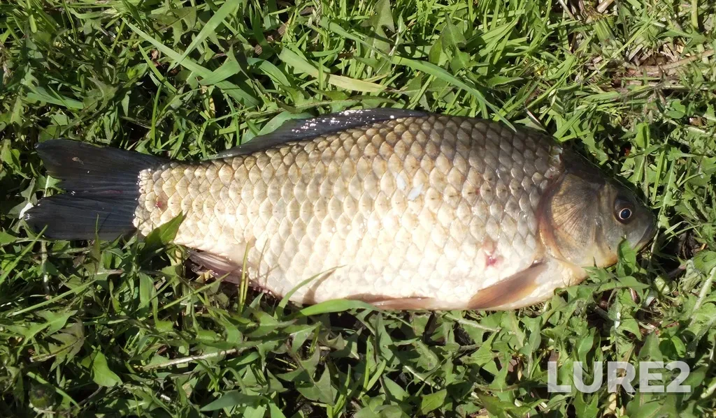 Crucian carp — Kondoma, May 23, 2021, 2:30 PM
