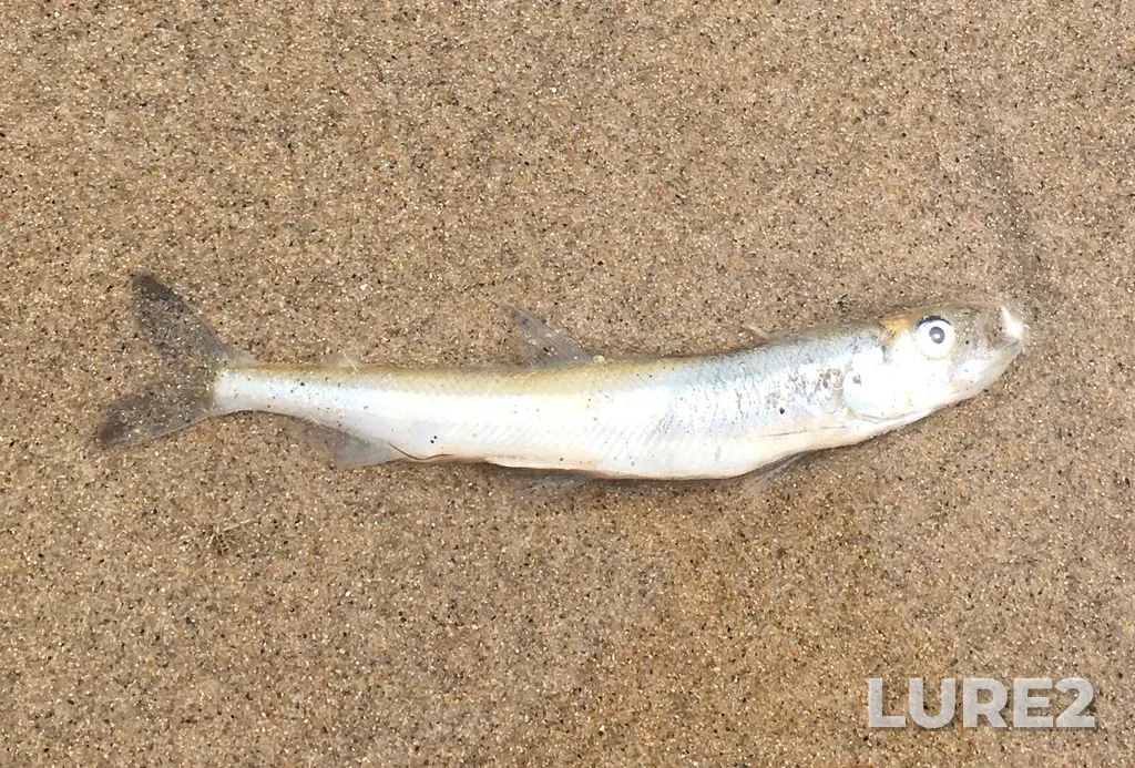 Rainbow smelt — Lake Erie, May 25, 2021, 3:09 PM